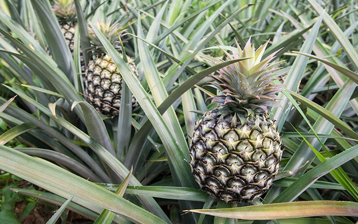 Pineapples growing