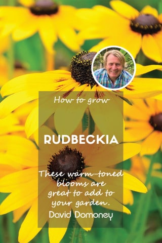 how to grow rudbeckia feature