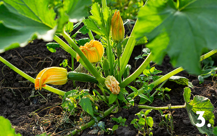 Young courgette plant tip 3 newsletter