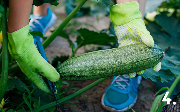 courgette being harvested tip 4 newsletter