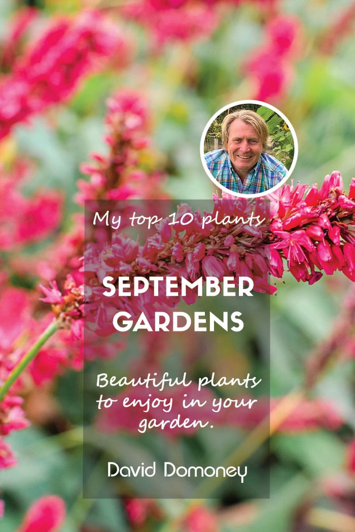 Top 10 plants for september gardens 2024 feature image