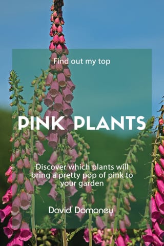 Top pink plants