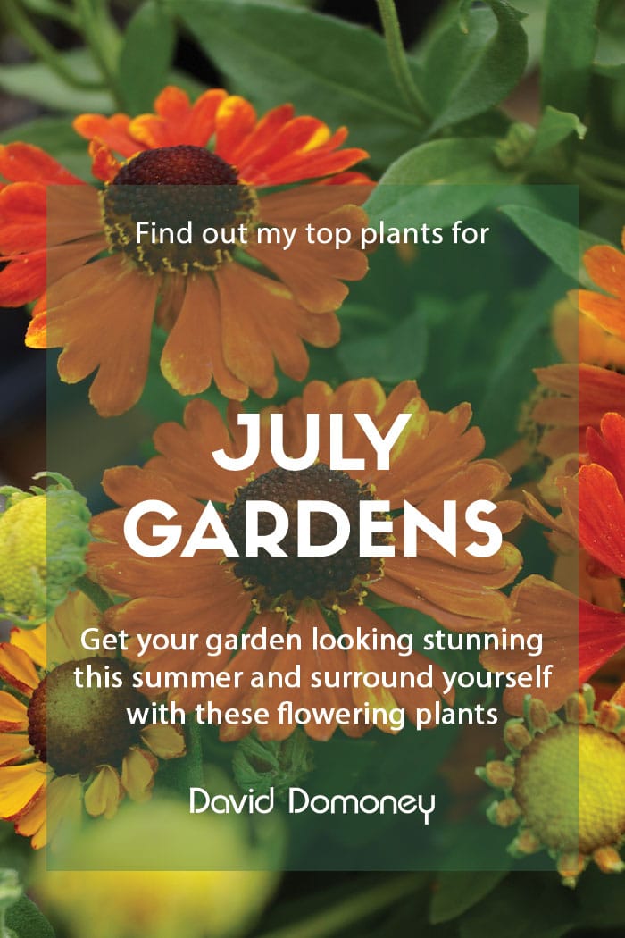 Top-ten-plants-for-July-gardens-feature