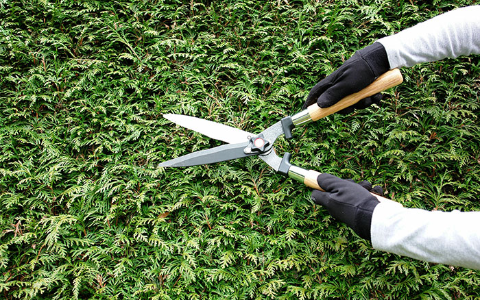 trimming a hedge with shears