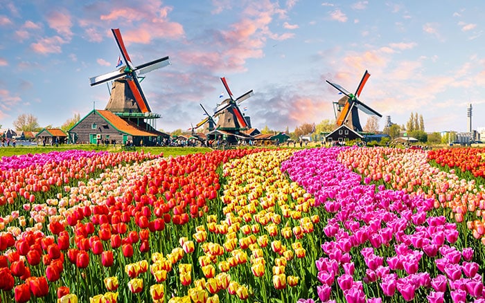 Tulips in the Netherlands