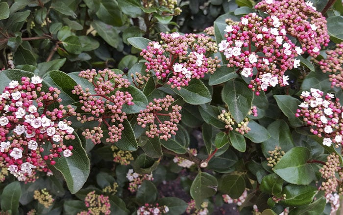 Viburnum