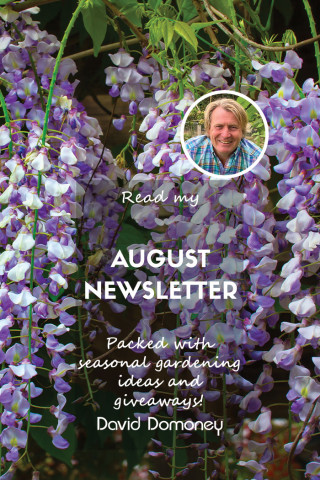 website newsletter august 2024 feature