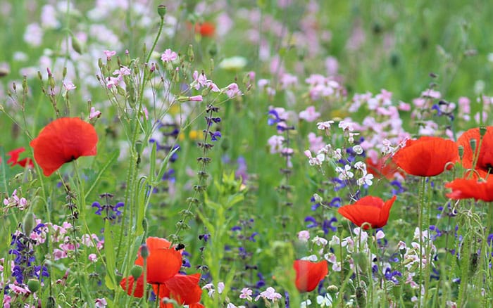 Wildflowers