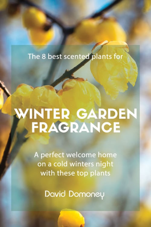 Winter garden fragrance