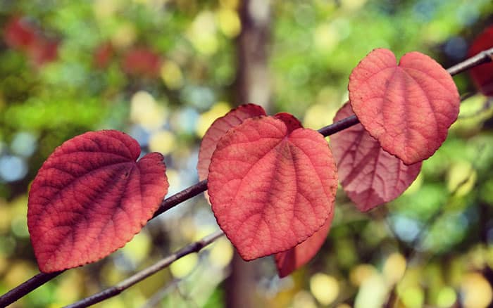 Cercidiphyllum japonicum (Toffee apple tree)