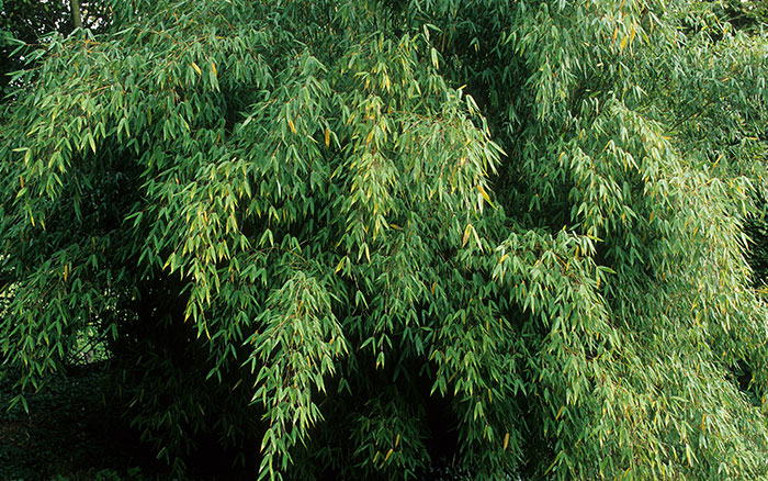 Fargesia murielae in a japanese garden