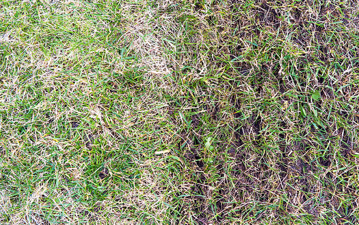 Scarified Lawn