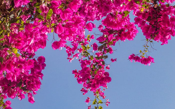 Bougainvillea plant biography