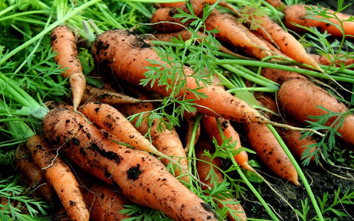 Freshly harvested carrots autumn vegetables