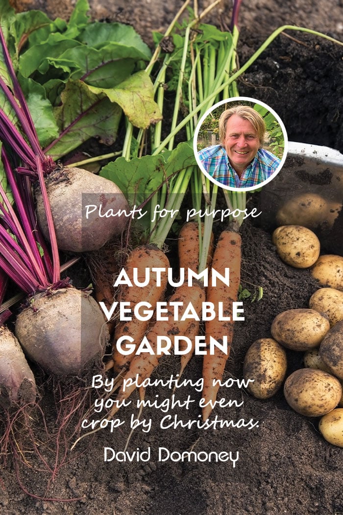 Autumnal vegetable garden feature