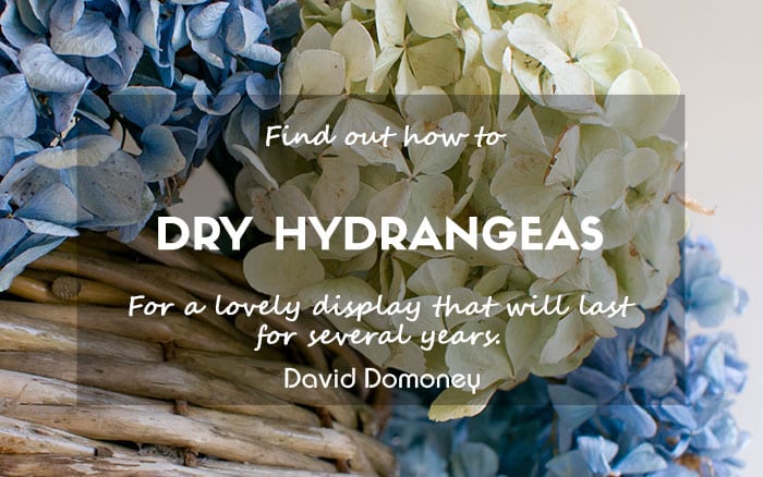 How to dry hydrangeas newsletter feature blog