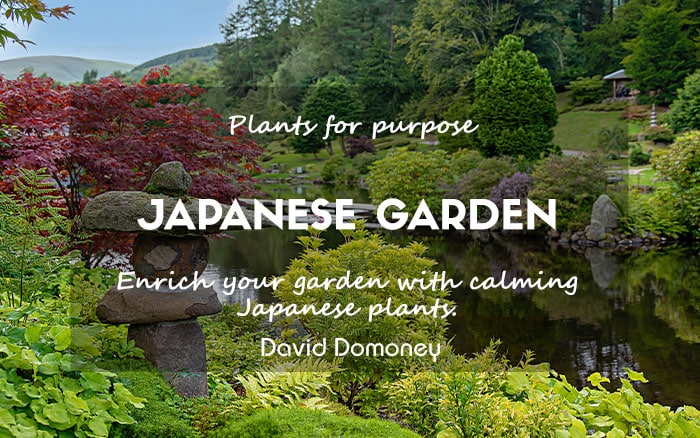 P4P Japanese Garden September 2024 Newsletter feature