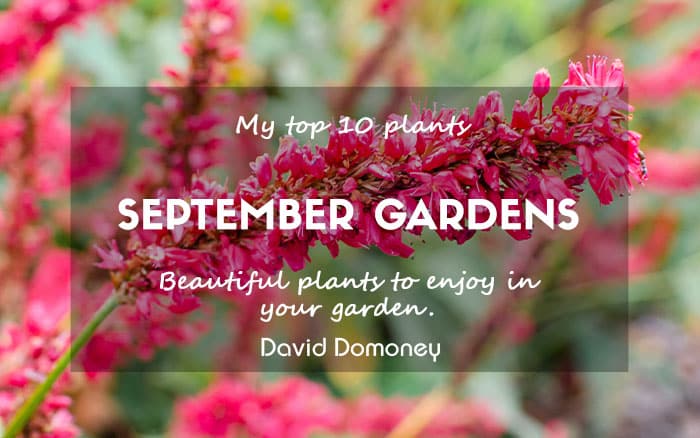 Top 10 september plants newsletter feature 2024