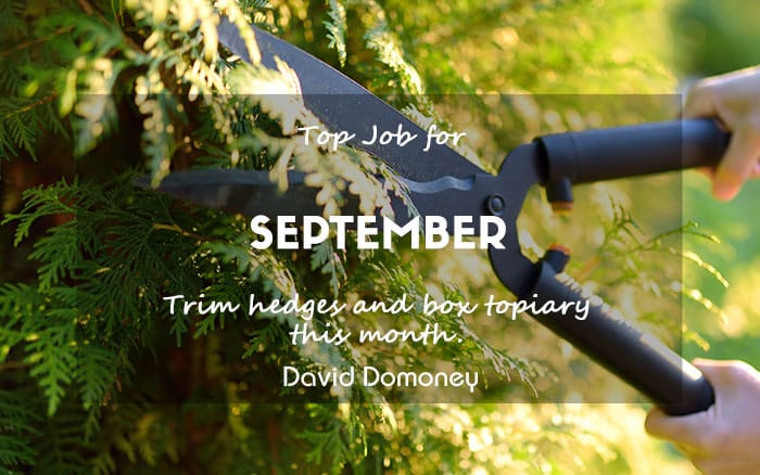 Top Job for September 2024 Newsletter feature pruning