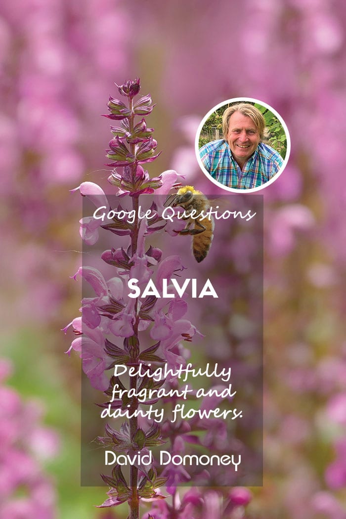 Google Questions Salvia feature blog