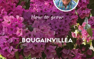 How to grow bougainvillea feature