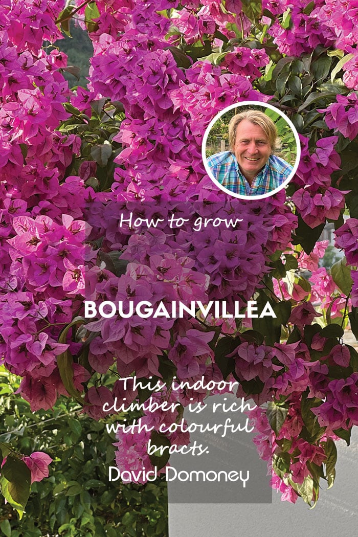 How to grow bougainvillea feature