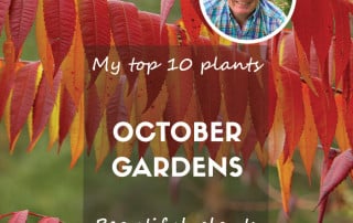 Top 10 plants for october gardens feature