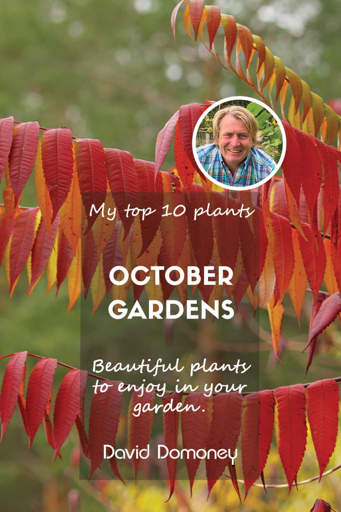 Top 10 plants for october gardens feature