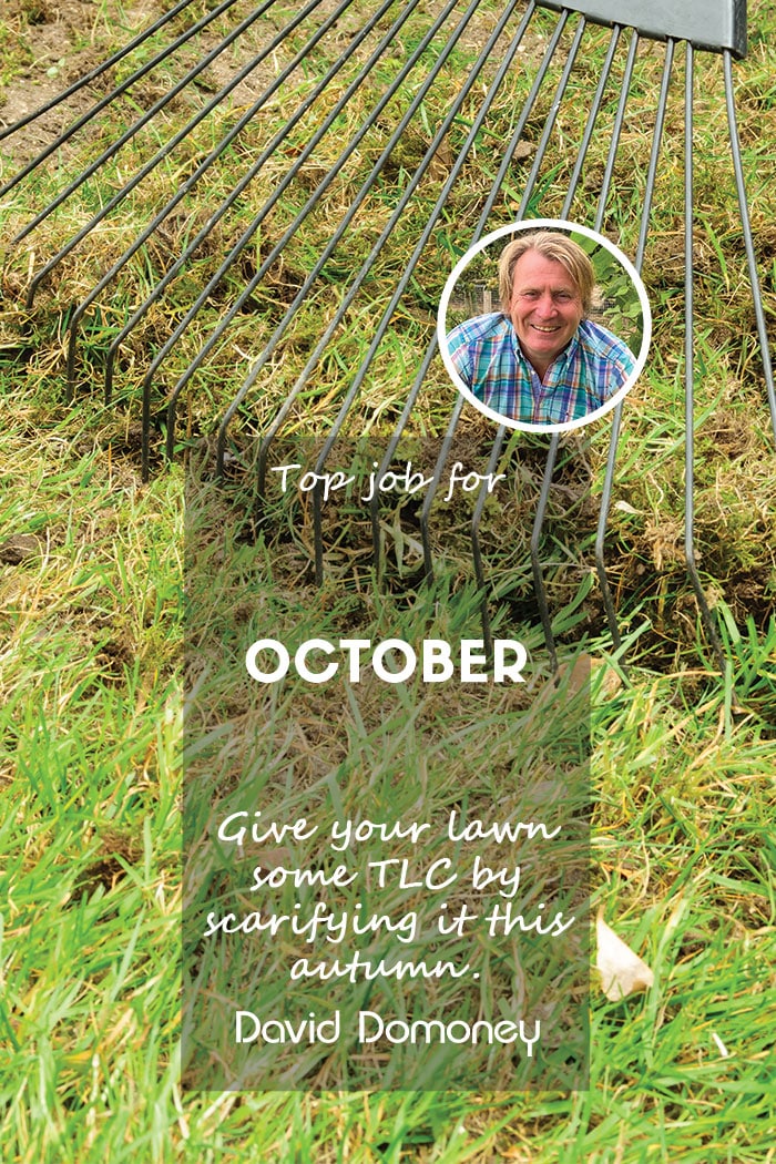 Scarify lawn october 2024 feature