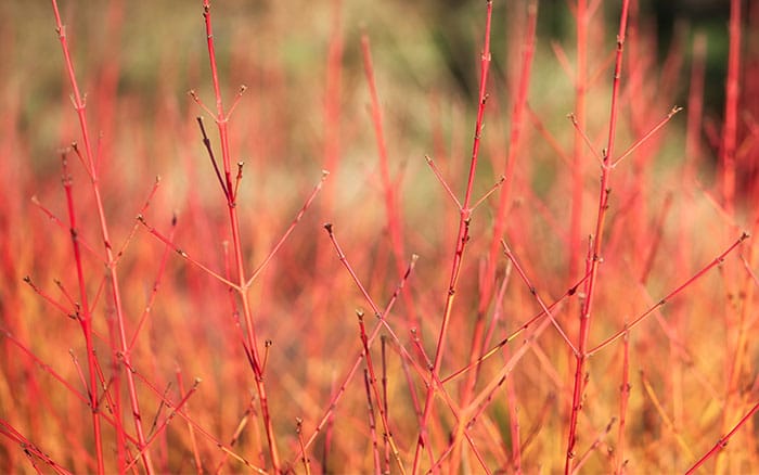 Cornus sanguinea 'Midwinter Fire' (Dogwood)