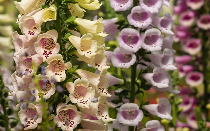 Foxgloves various colours