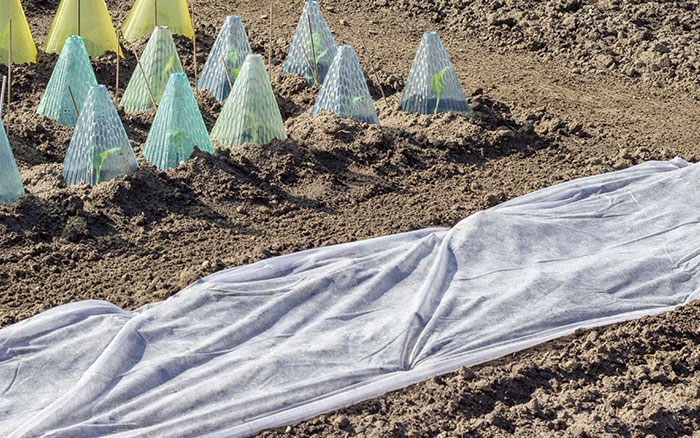 Covering soil with fleece and cloches to warm soil