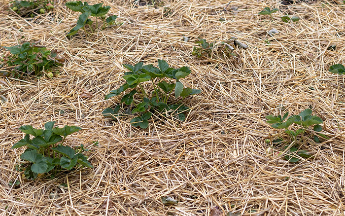 Covering soil with straw to warm the soil