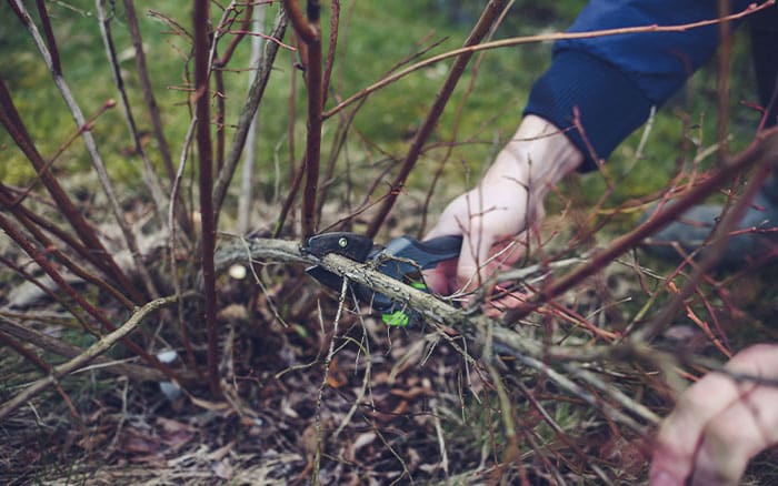 Pruning fruit bushes