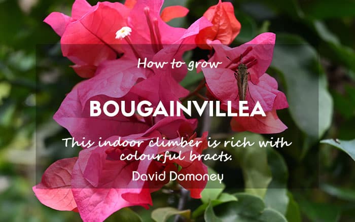 How to grow bougainvillea feature blog