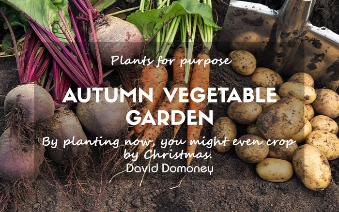 Autumnal vegetable garden 2024