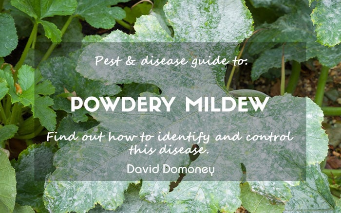 Powdery mildew