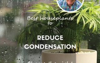 Best houseplants for condensation feature