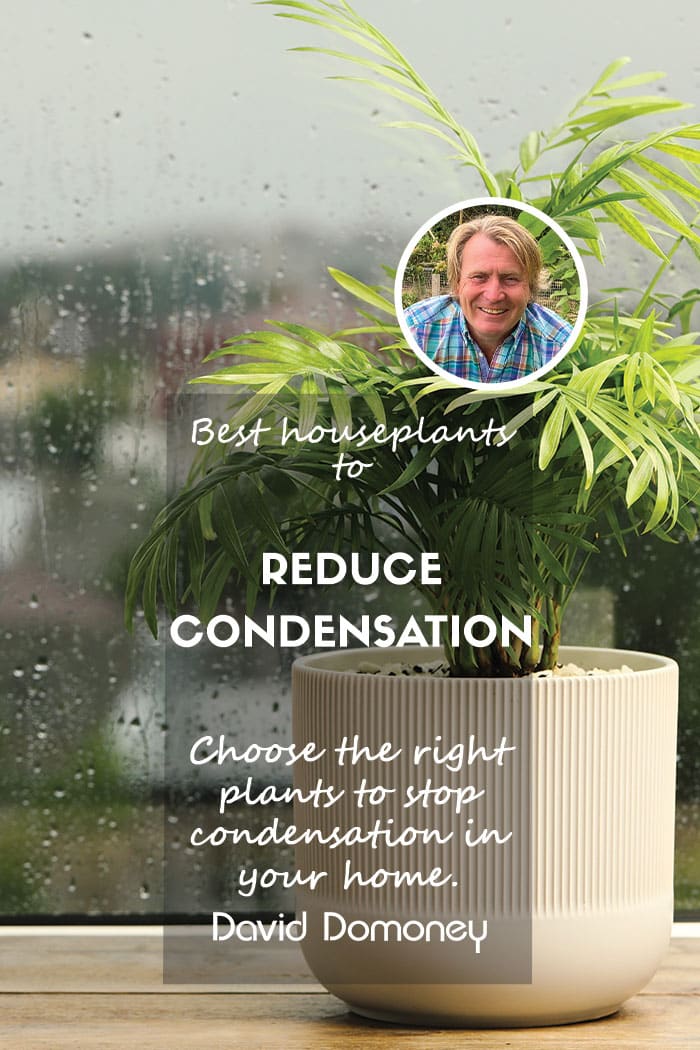 Best houseplants for condensation feature