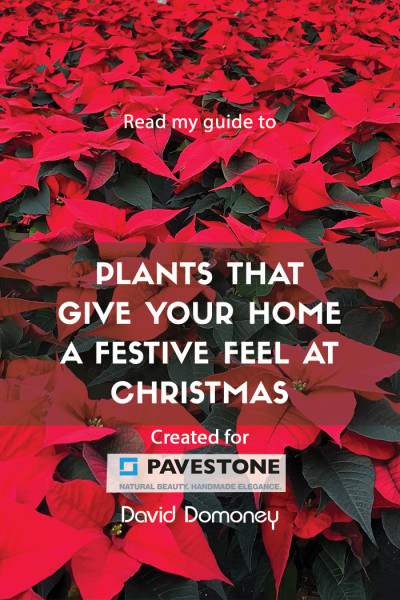 Festive Plants