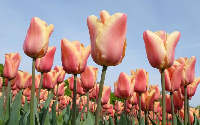 Group 1 - Tulip 'Apricot Beauty'