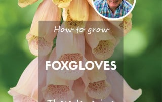 How to grow foxgloves feature