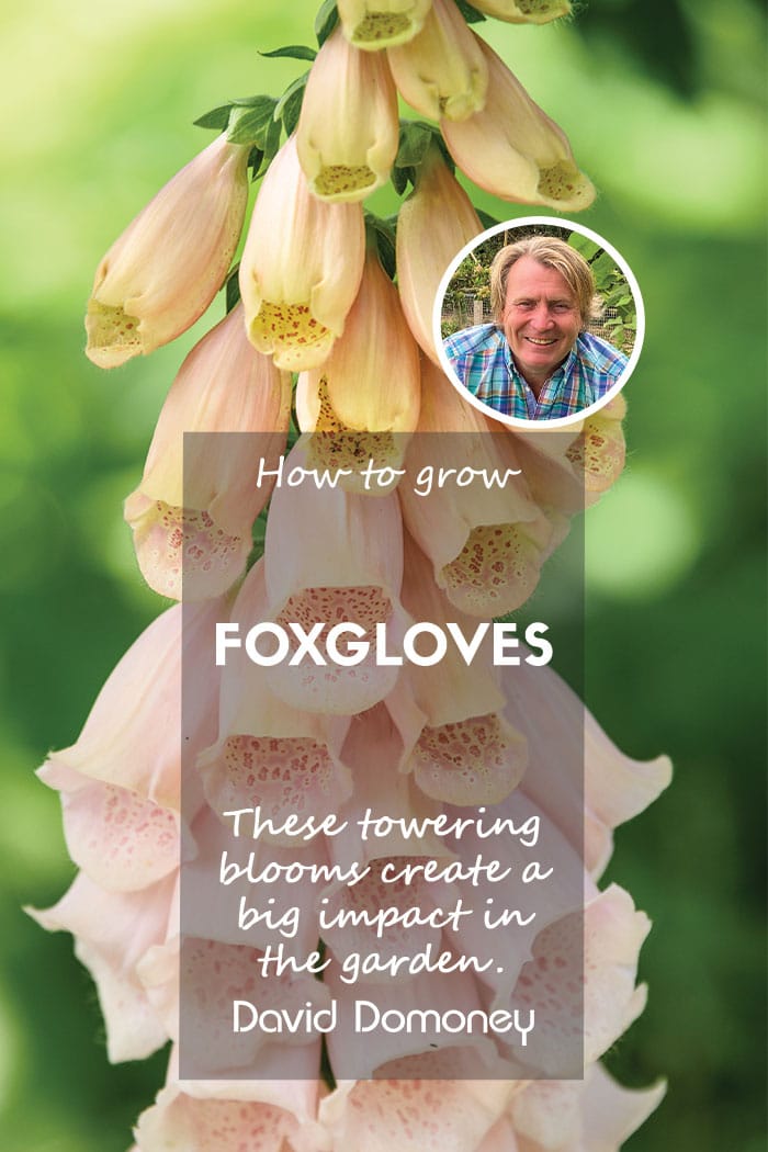 How to grow foxgloves feature