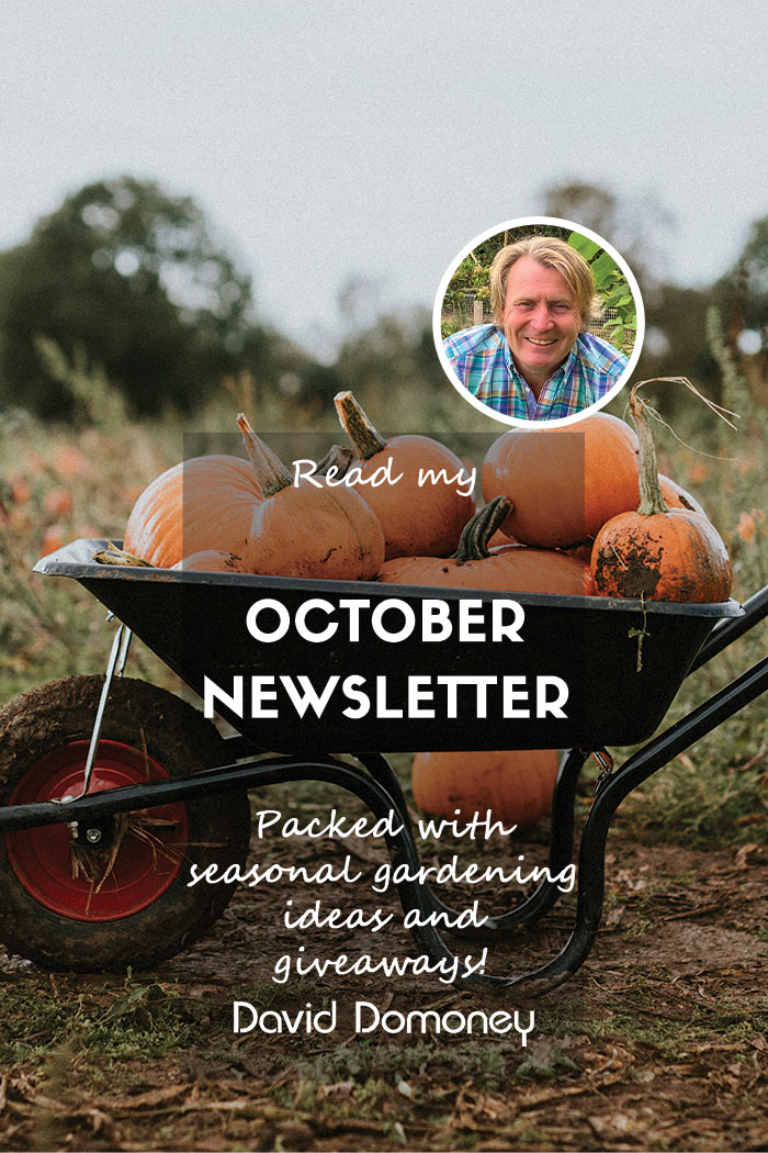 October Newsletter 2024 Feature