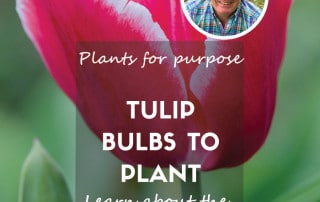 Tulip bulbs to plant in november feature