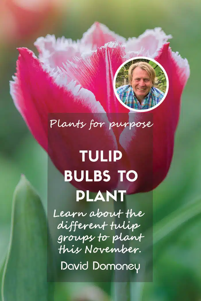 Tulip bulbs to plant in november feature