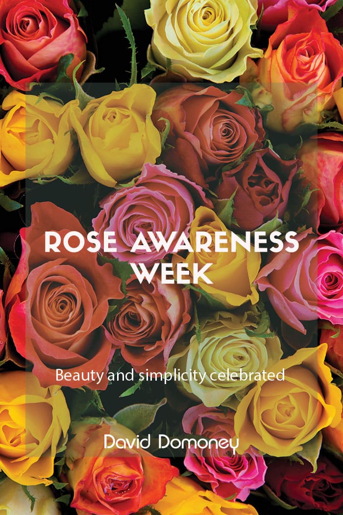 Rose Awareness Week