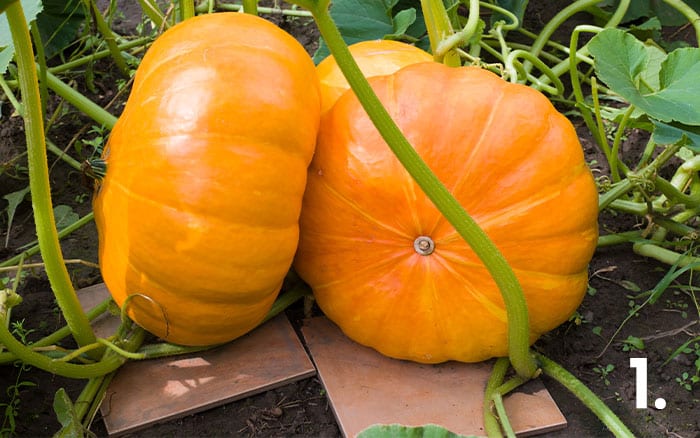 Pumpkin on tiles