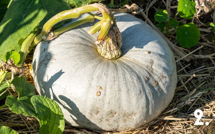 Pumpkin ready to harvest aged stem