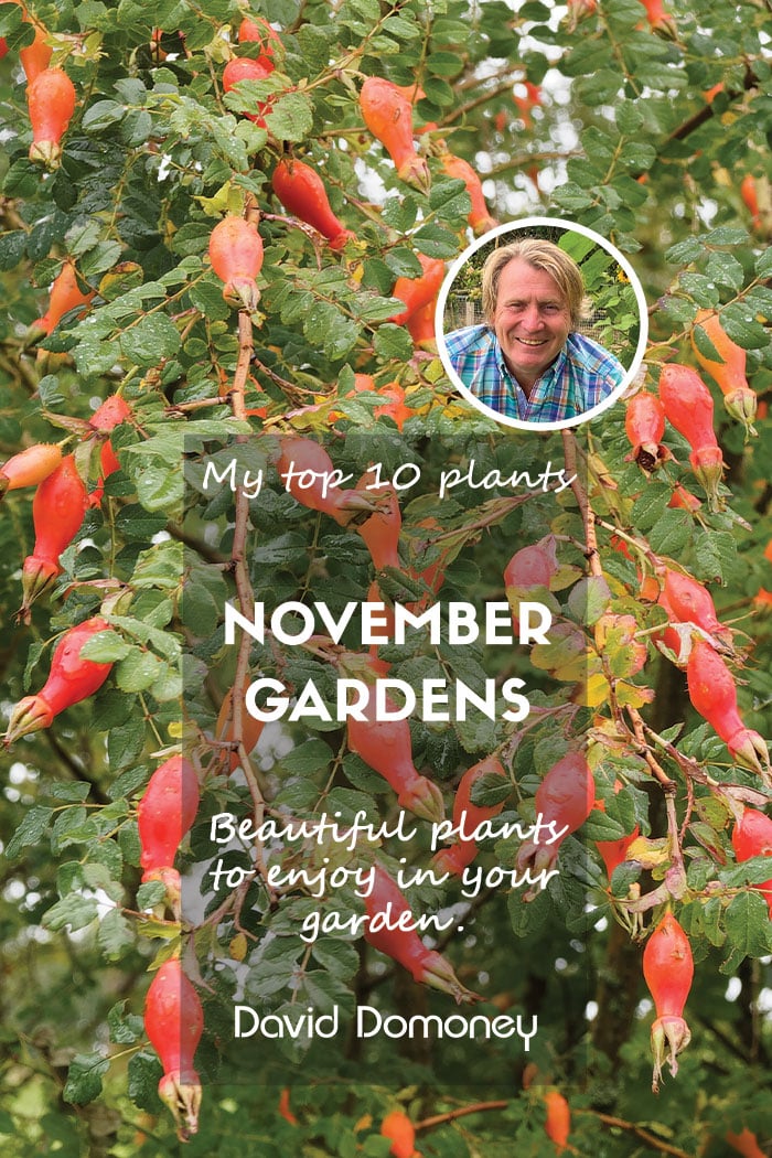 Top ten plants for november 2024 gardens feature